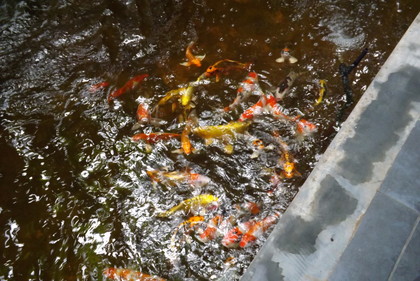 テラス席の錦鯉